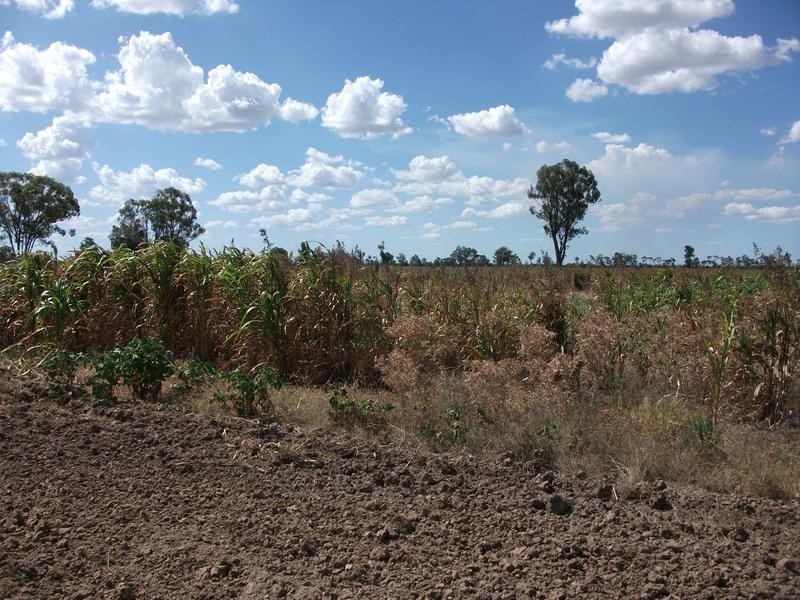 * Scudamores Rd, Goondiwindi QLD 4390