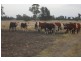 * Scudamores Rd, Goondiwindi QLD 4390