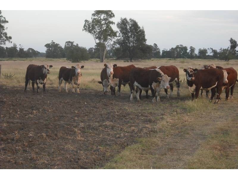 * Scudamores Rd, Goondiwindi QLD 4390