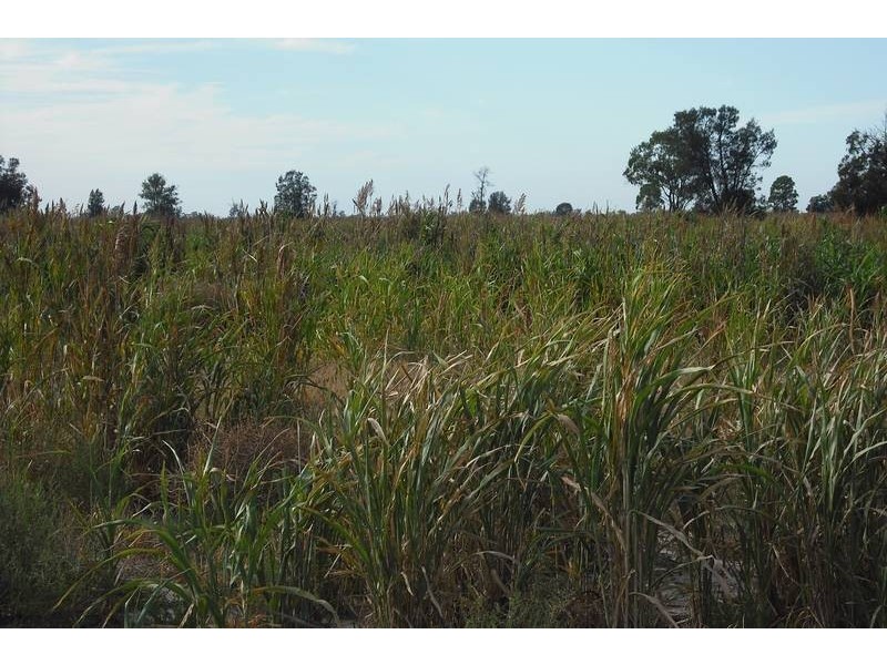 * Scudamores Rd, Goondiwindi QLD 4390
