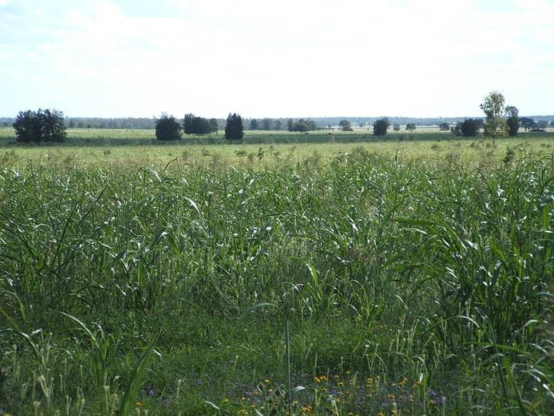 1931 Southwood Rd, Goondiwindi QLD 4390