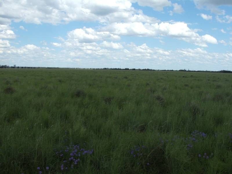 1931 Southwood Rd, Goondiwindi QLD 4390