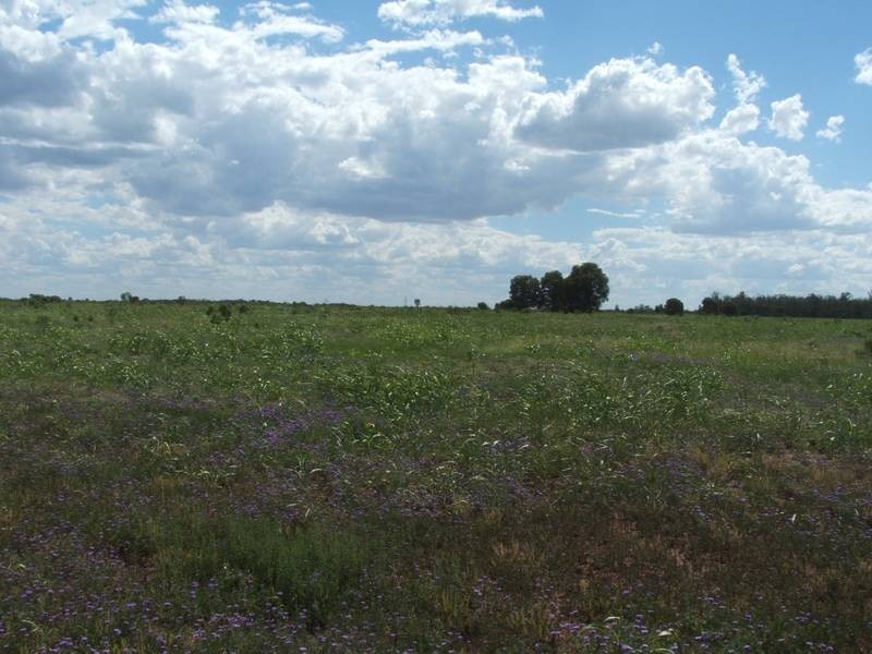 1931 Southwood Rd, Goondiwindi QLD 4390