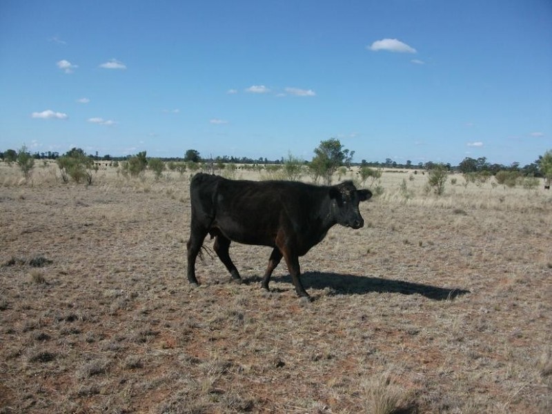 1931 Southwood Rd, Goondiwindi QLD 4390