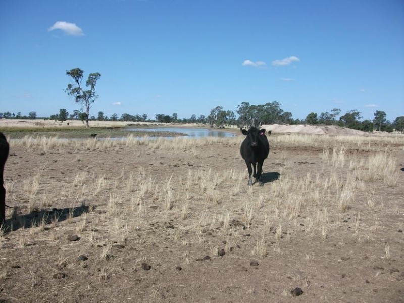 1931 Southwood Rd, Goondiwindi QLD 4390