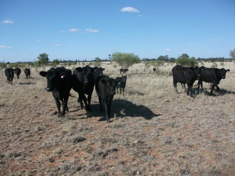 1931 Southwood Rd, Goondiwindi QLD 4390