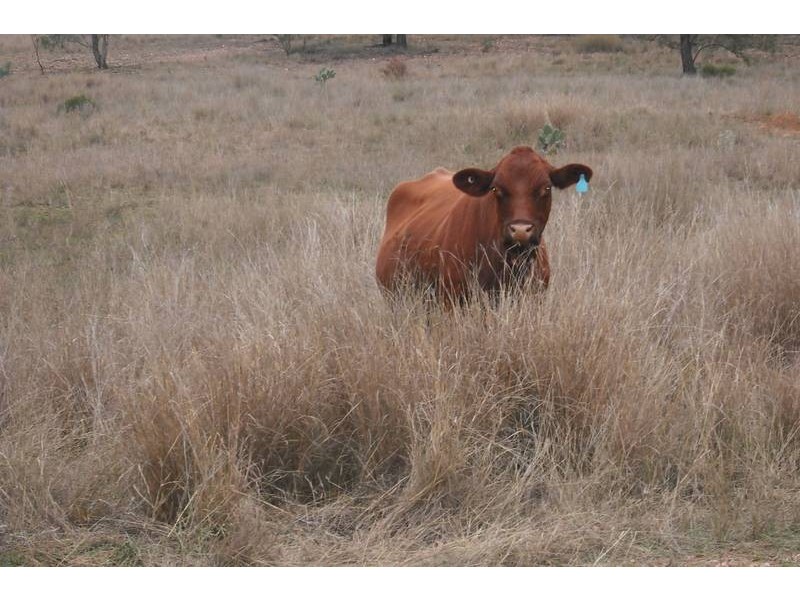 Goondiwindi QLD 4390