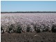 * NEWELL HWY, Goondiwindi QLD 4390