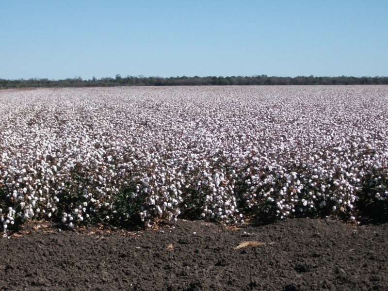 * NEWELL HWY, Goondiwindi QLD 4390
