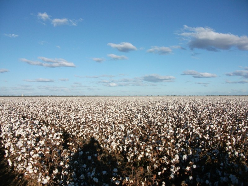 * NEWELL HWY, Goondiwindi QLD 4390