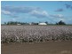 * NEWELL HWY, Goondiwindi QLD 4390