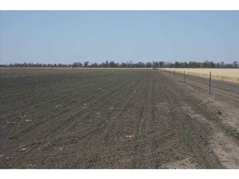 * Sterling Rd, Goondiwindi QLD 4390