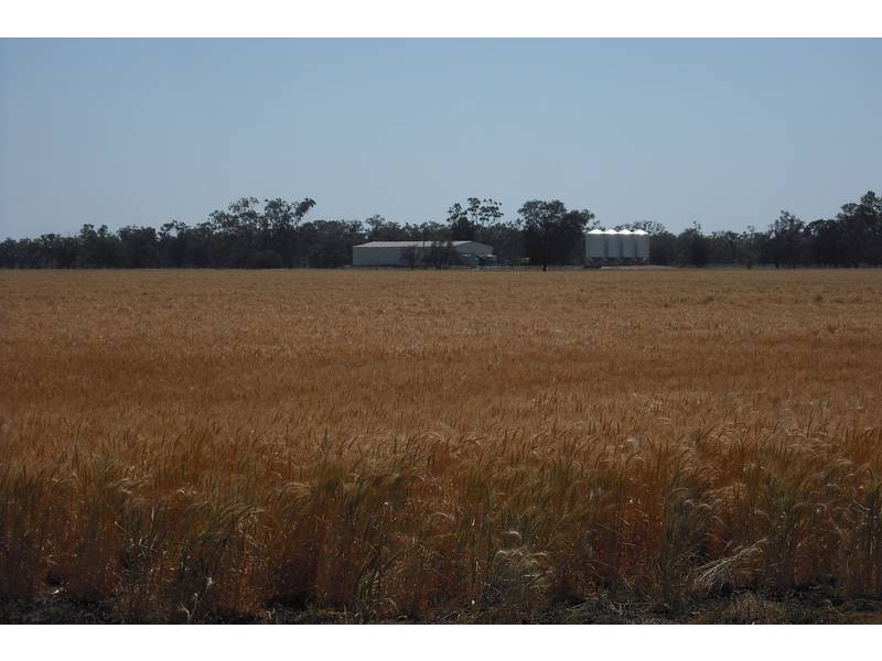 * Sterling Rd, Goondiwindi QLD 4390