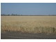 * Sterling Rd, Goondiwindi QLD 4390