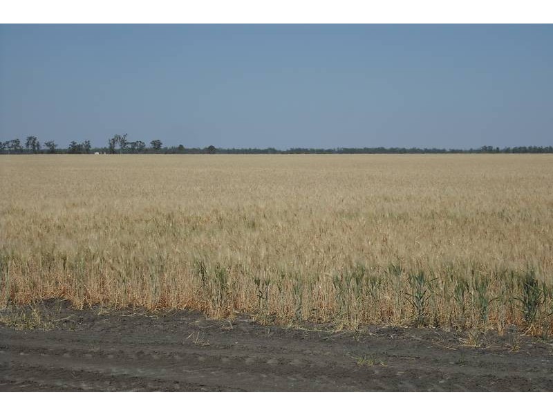 * Sterling Rd, Goondiwindi QLD 4390