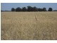 * Sterling Rd, Goondiwindi QLD 4390