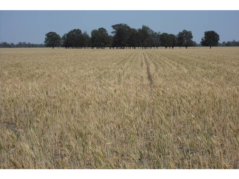 * Sterling Rd, Goondiwindi QLD 4390