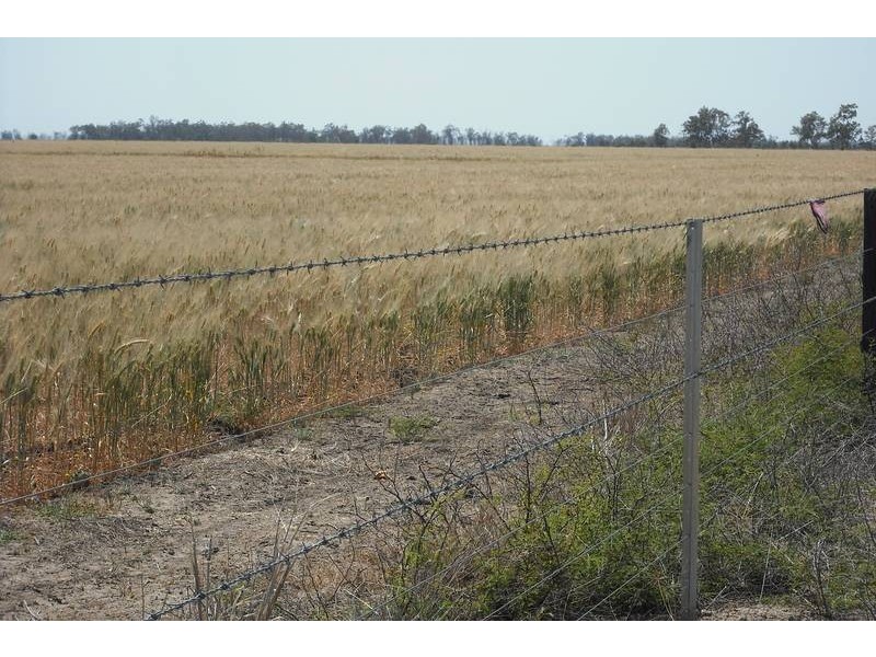 * Sterling Rd, Goondiwindi QLD 4390