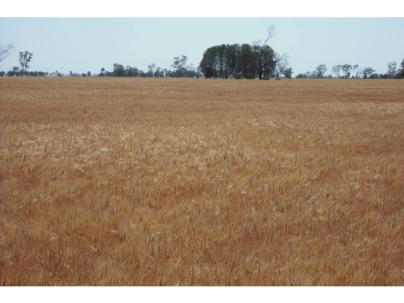 * Sterling Rd, Goondiwindi QLD 4390