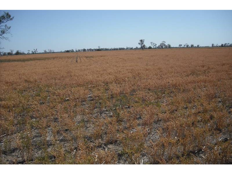 * Sterling Rd, Goondiwindi QLD 4390