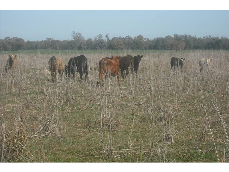 Goondiwindi QLD 4390