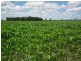 1078 Burumbah Rd, Goondiwindi QLD 4390