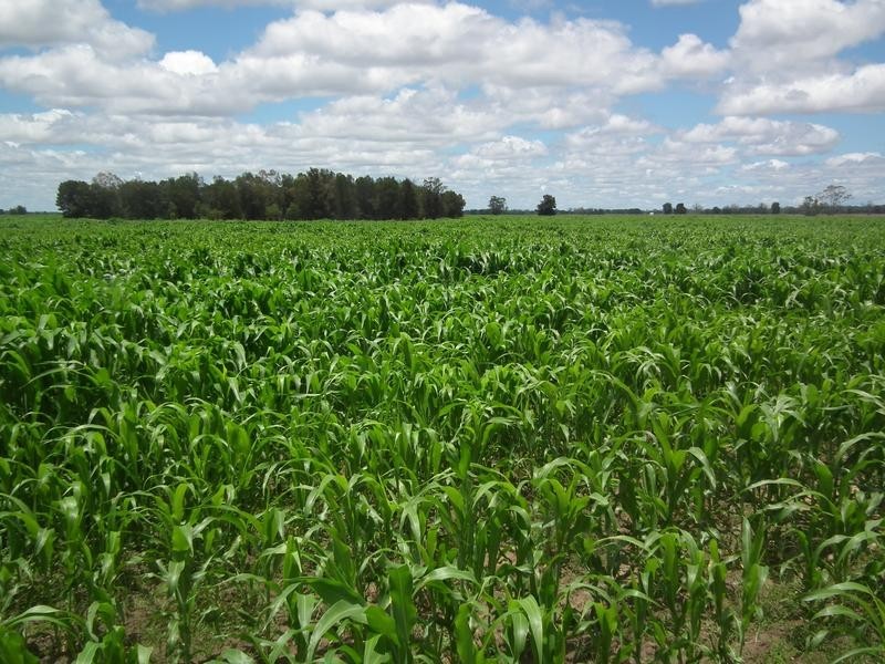 1078 Burumbah Rd, Goondiwindi QLD 4390