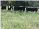 1078 Burumbah Rd, Goondiwindi QLD 4390