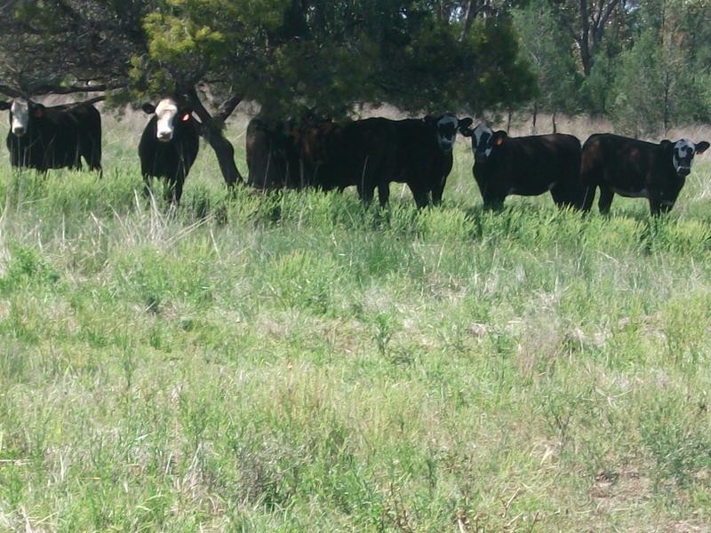 1078 Burumbah Rd, Goondiwindi QLD 4390