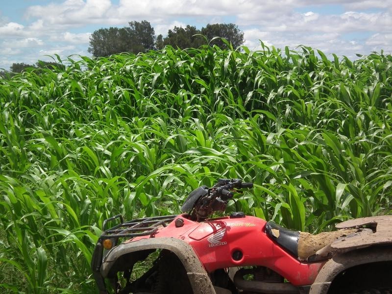 1078 Burumbah Rd, Goondiwindi QLD 4390