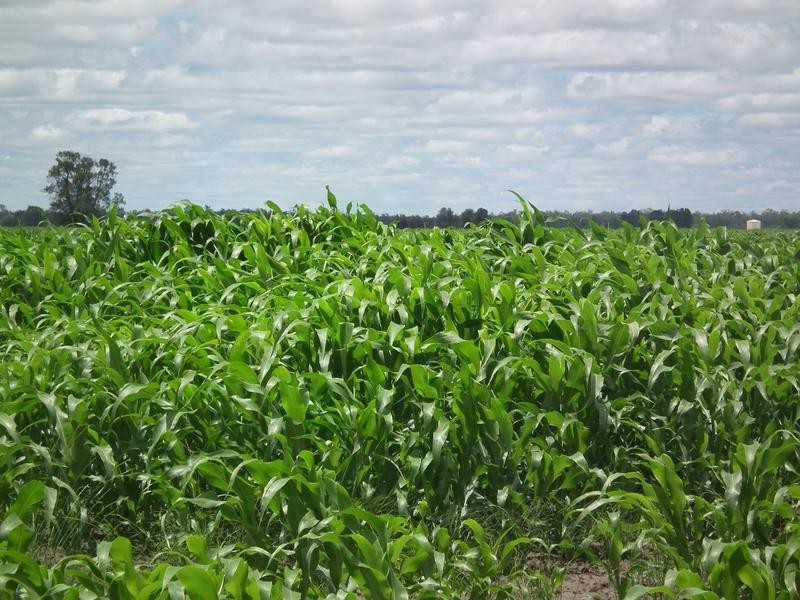 1078 Burumbah Rd, Goondiwindi QLD 4390