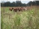 1078 Burumbah Rd, Goondiwindi QLD 4390