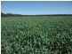 1078 Burumbah Rd, Goondiwindi QLD 4390