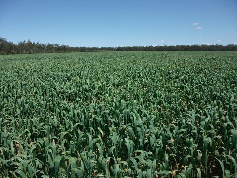 1078 Burumbah Rd, Goondiwindi QLD 4390