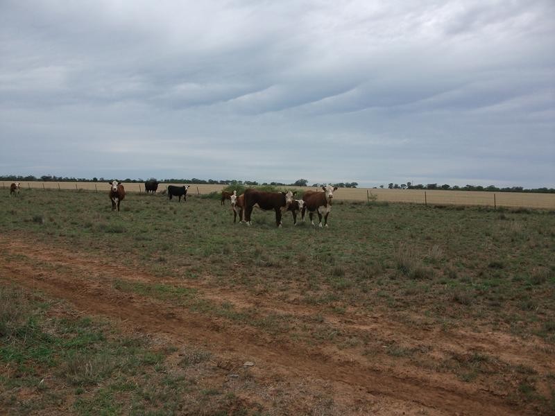 Goondiwindi QLD 4390