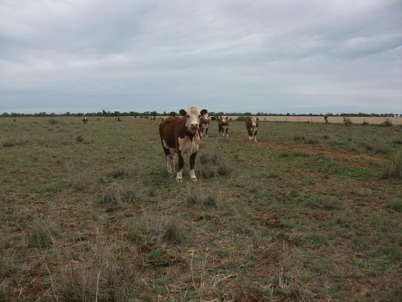 Goondiwindi QLD 4390