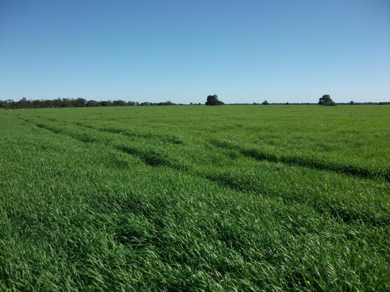 Goondiwindi QLD 4390