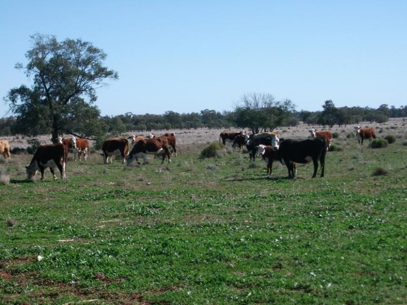 Goondiwindi QLD 4390