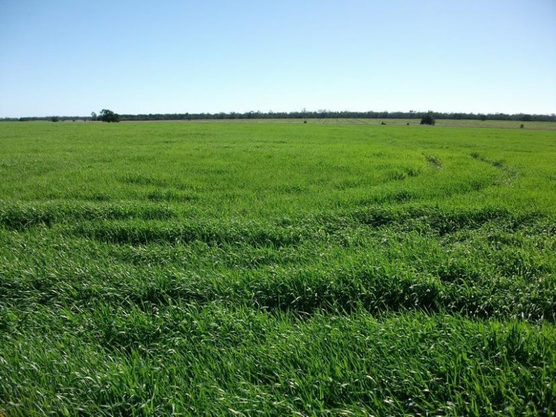 Goondiwindi QLD 4390