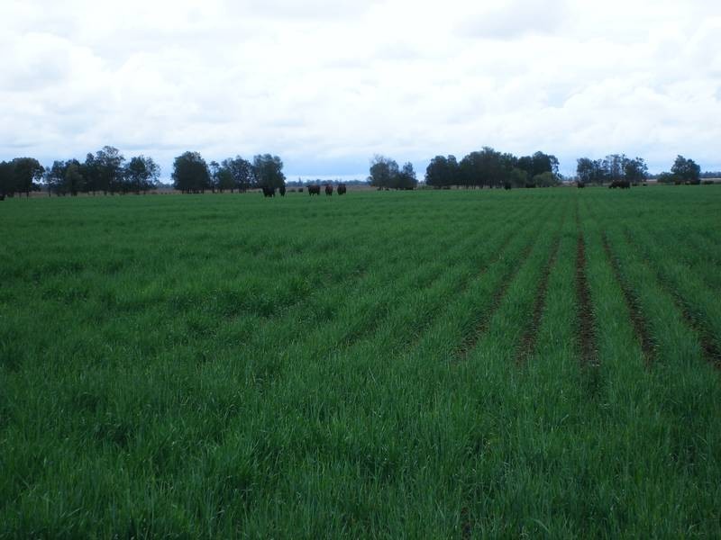 1 Mt Carmel Road, Billa Billa QLD 4390