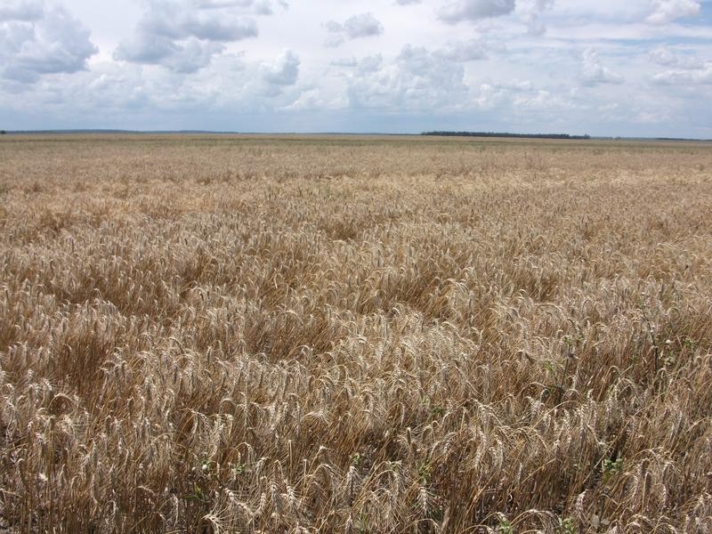 1 Retreat Rd, Billa Billa QLD 4390