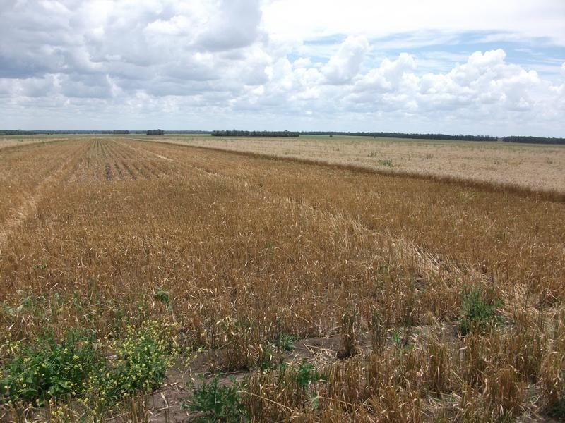 1 Retreat Rd, Billa Billa QLD 4390