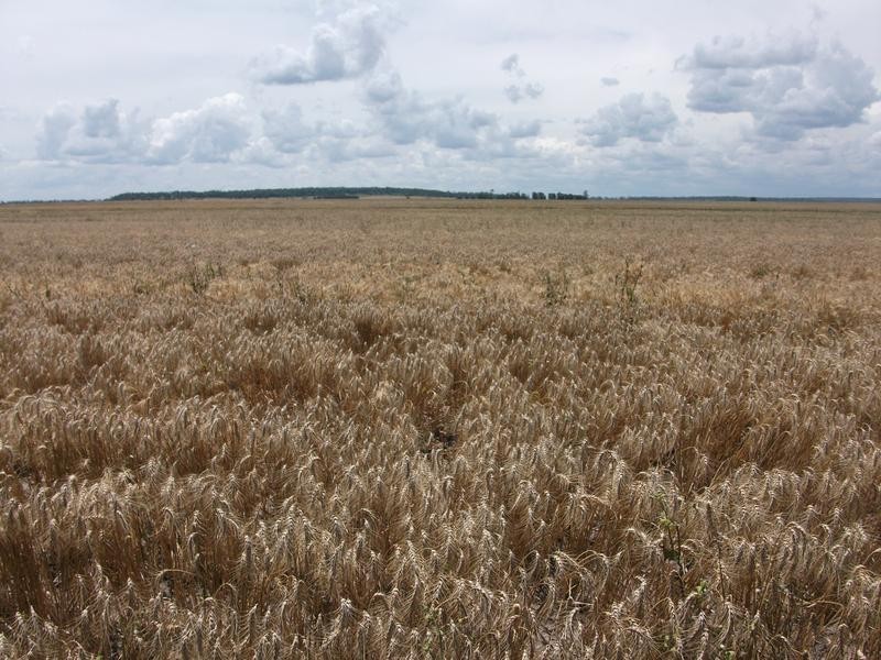 1 Retreat Rd, Billa Billa QLD 4390