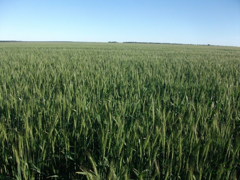 1 Retreat Rd, Billa Billa QLD 4390