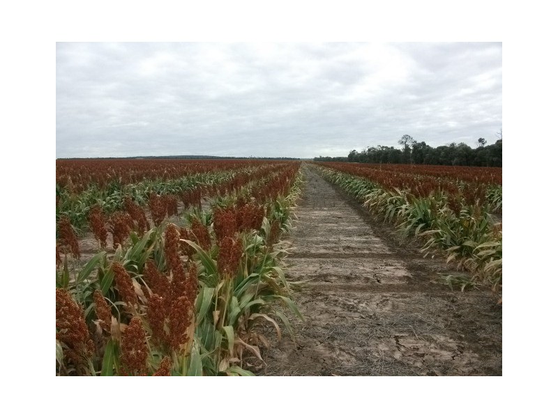 1 Retreat Rd, Billa Billa QLD 4390