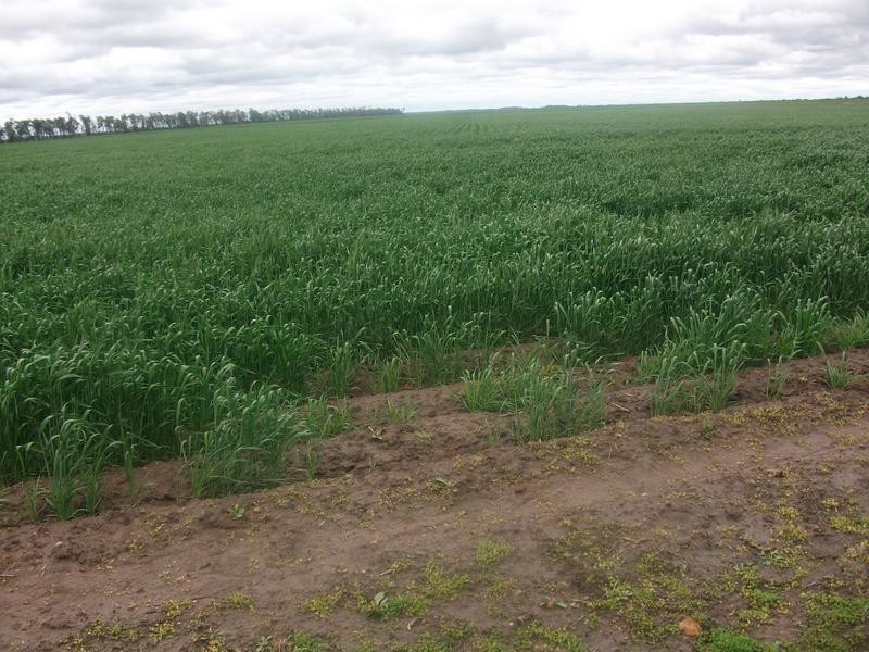 Goondiwindi QLD 4390
