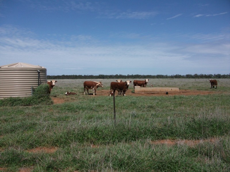 3225 Honeymah Lane, Dirranbandi QLD 4486