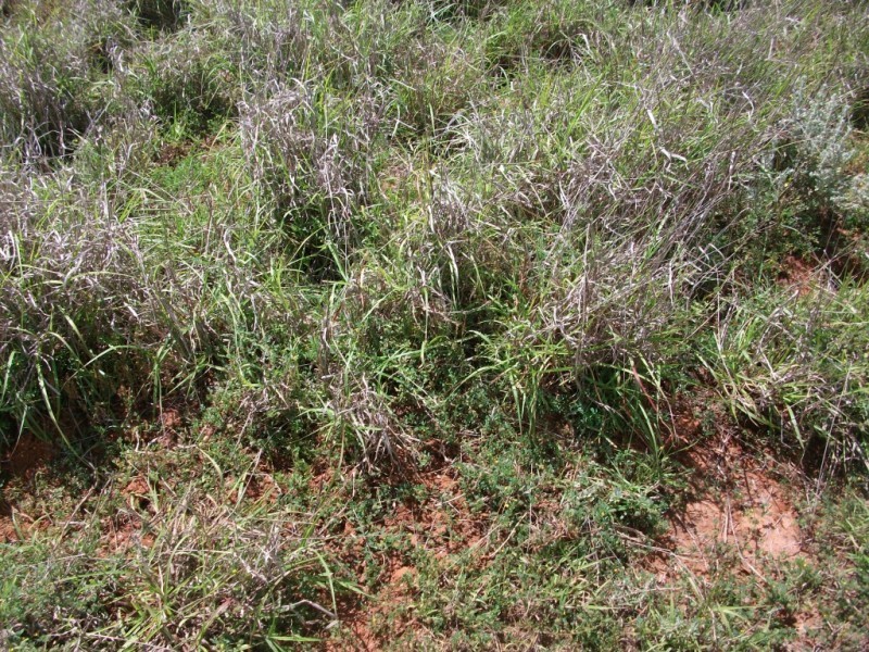 3225 Honeymah Lane, Dirranbandi QLD 4486