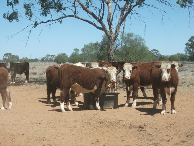 3225 Honeymah Lane, Dirranbandi QLD 4486