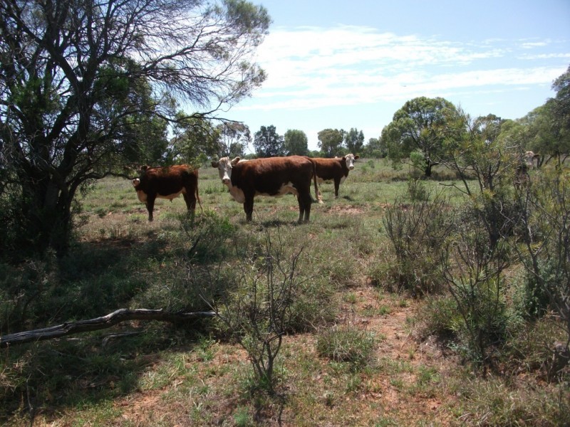 3225 Honeymah Lane, Dirranbandi QLD 4486